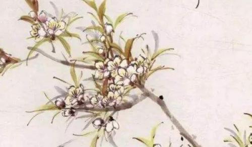 家里财位上适合摆放什么绿植 发财树财源滚滚