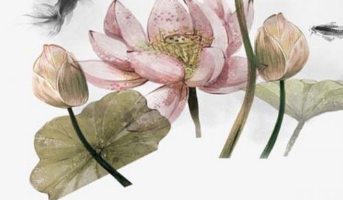 正财位摆放什么植物 摆开运树一举多得